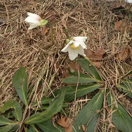 Apartman Freudenmacher *