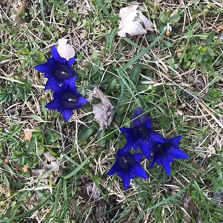 Freudenmacher Apartman