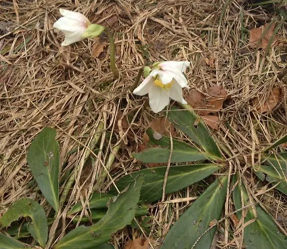 شقة Freudenmacher *