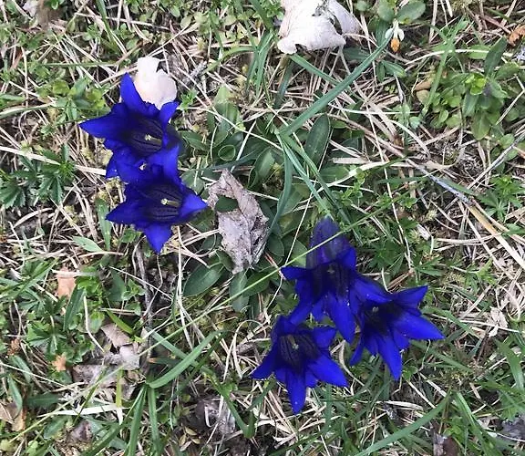 Freudenmacher شقة